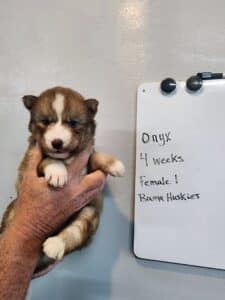 Banded copper husky puppy for sale