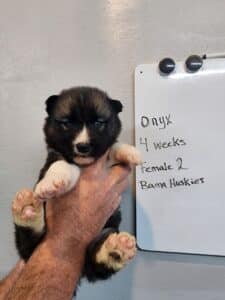 Agouti husky puppy for sale