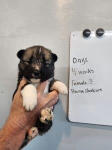 Agouti husky puppy for sale