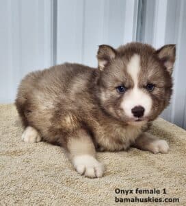 red and white husky puppy for sale