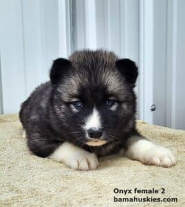 agouti husky puppy for sale