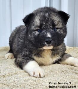 agouti husky puppy for sale