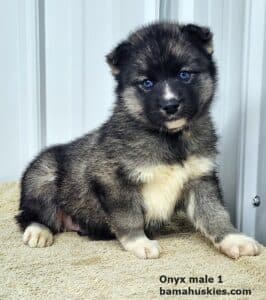 agouti husky puppy for sale