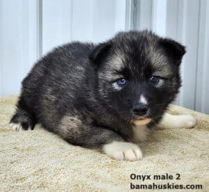 agouti husky puppy for sale