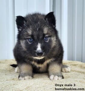 agouti husky puppy for sale
