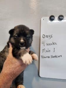 Agouti husky puppy for sale