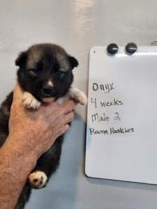 Agouti husky puppy for sale