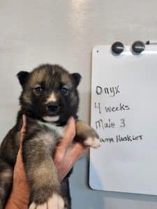 Agouti husky puppy for sale