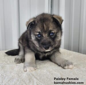 agouti husky puppy for sale