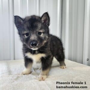 agouti female husky puppy for sale