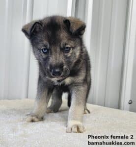 agouti female husky puppy for sale