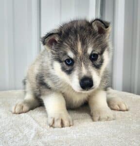 sable husky puppy for sale