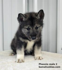 male agouti husky puppy for sale