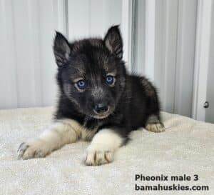 male agouti husky puppy for sale