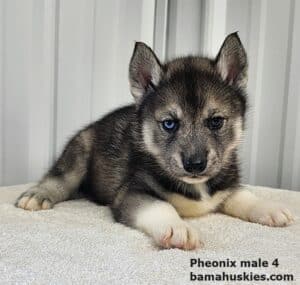 male agouti husky puppy for sale