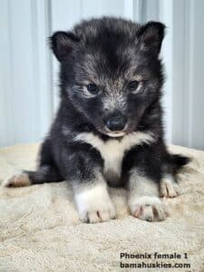 agouti husky puppies for sale