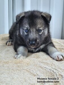 agouti husky puppies for sale