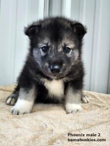 agouti husky puppies for sale