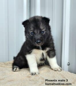 agouti husky puppies for sale