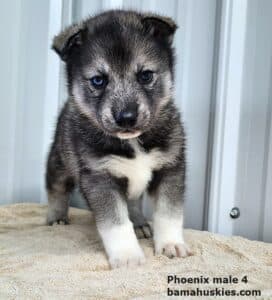 agouti husky puppies for sale