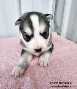 Diluted black and white husky puppy