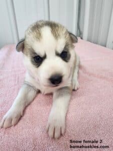 grey and white husky puppy