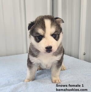 Diluted black and white husky puppy for sale