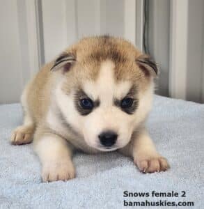 wolf grey husky puppy for sale