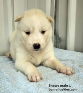 white husky puppy for sale