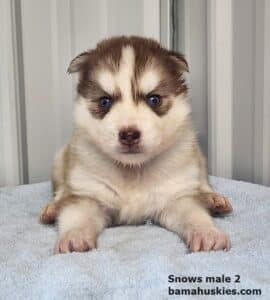 red and white husky puppy for sale