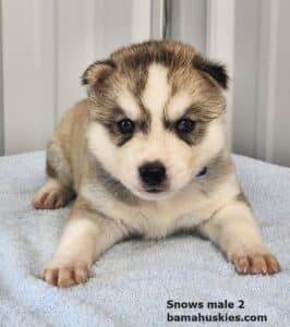 wolf grey husky puppy for sale
