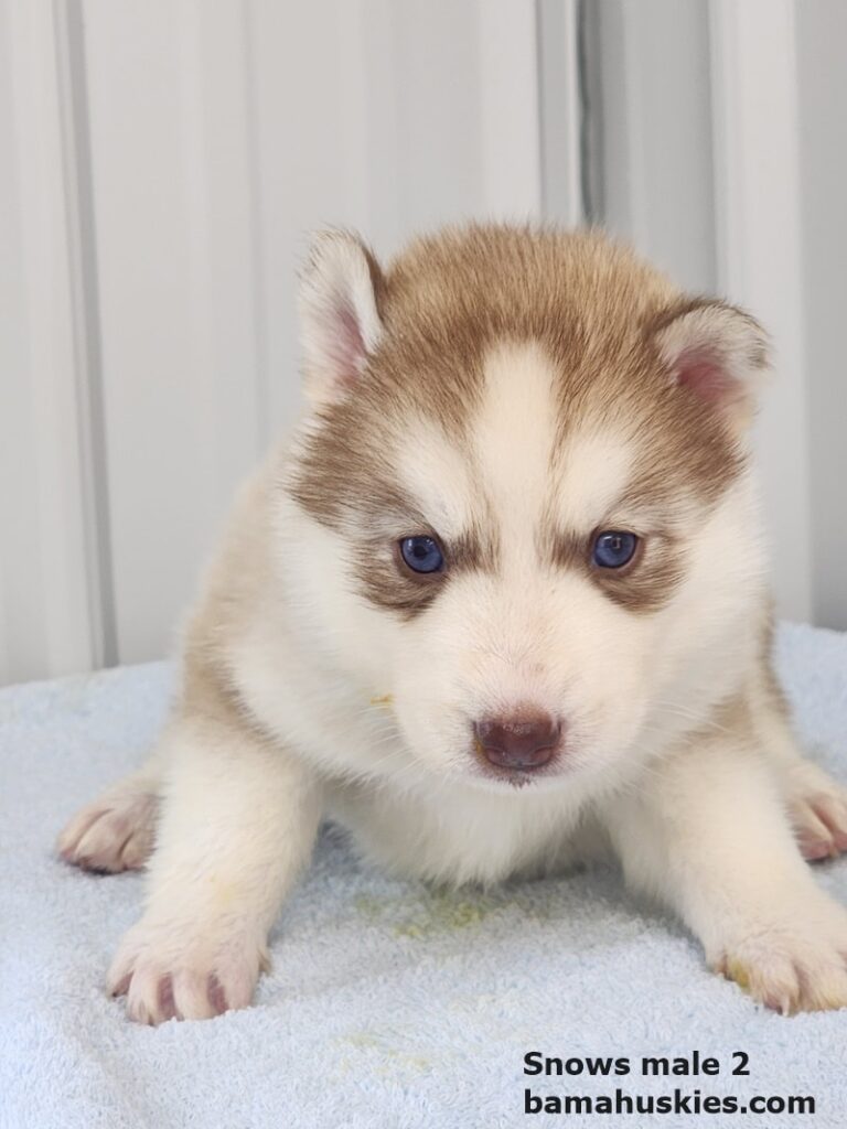 red and white husky puppy for sale