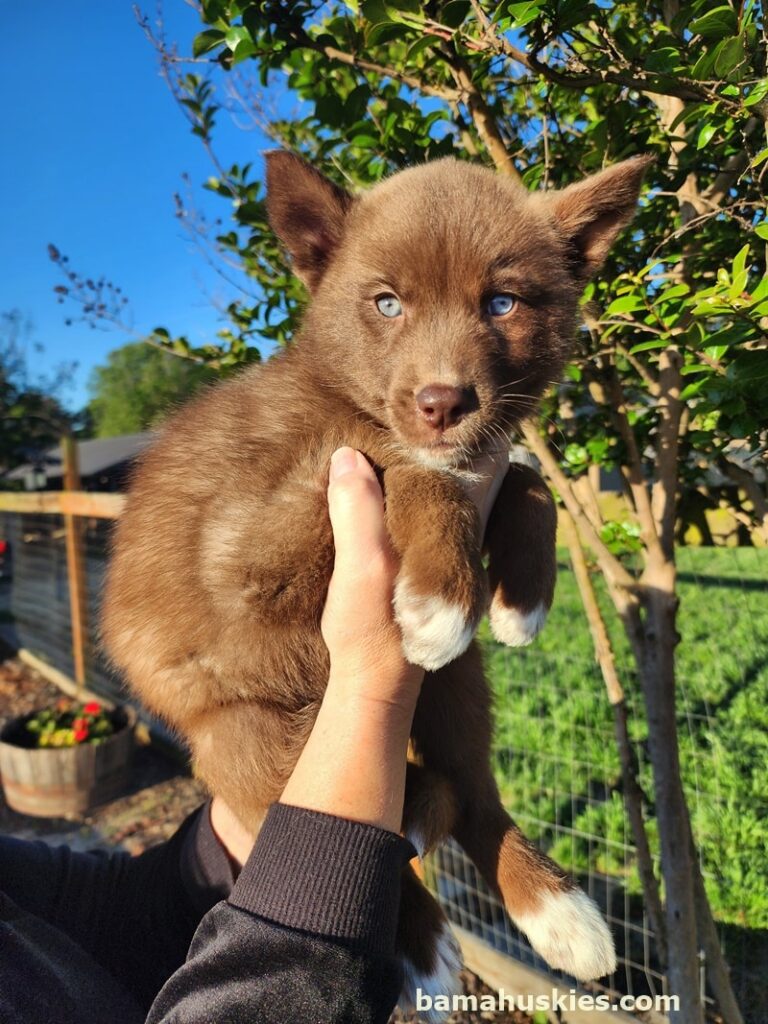 Copper husky puppy for sale