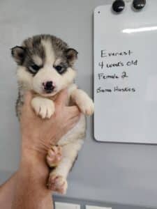 grey and white husky puppy for sale