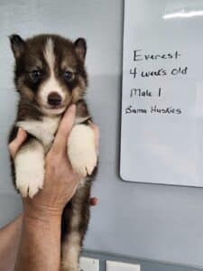 copper husky puppy for sale