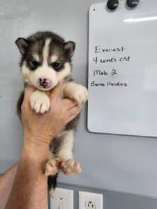 diluted black and white husky puppy for sale