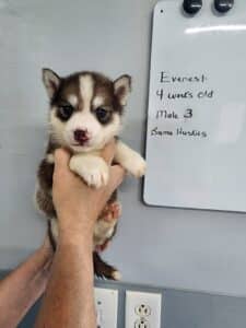 copper husky puppy for sale
