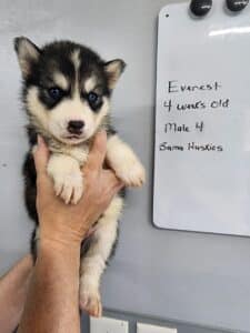 diluted black and white husky puppy for sale