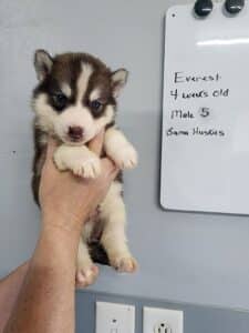copper husky puppy for sale