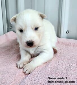 white husky puppy