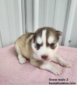 red and white husky puppy