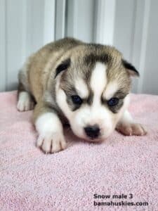 grey and white husky puppy