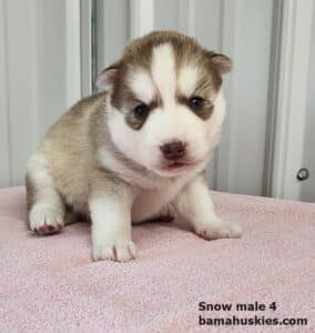 red and white husky puppy