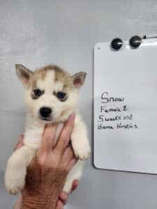 grey and white female husky puppy for sale