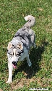A grey and white Siberian husky