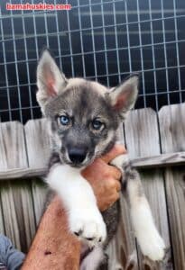 agouti husky puppy for sale