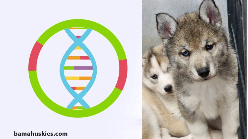 genetic health testing dogs