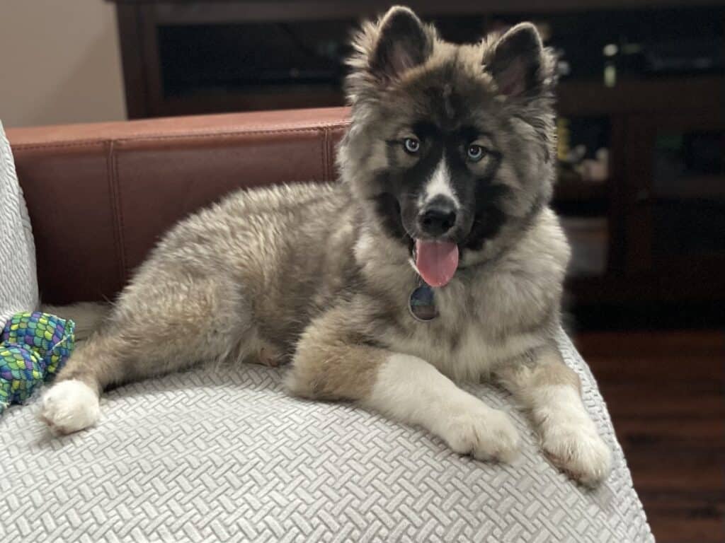 husky puppy at forever home