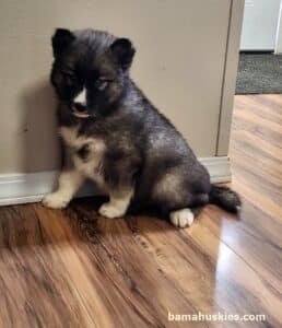 agouti husky puppy
