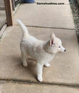 white husky puppy for sale